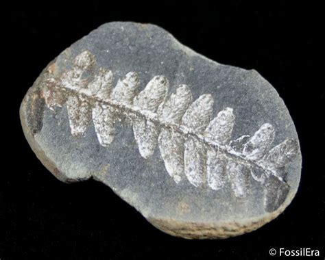 fossilised ferns for sale.